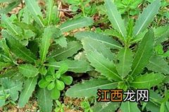 刺儿菜除草剂配方，刺儿菜是阴生植物吗