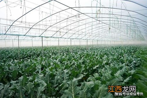 农业绿色发展包括哪些,农业绿色发展的理论基础