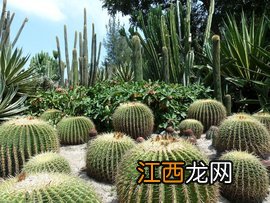 植物固沙基本措施主要包括，固沙的植物有哪些