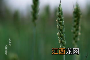 栽培种如何生产，栽培种和原种有什么区别