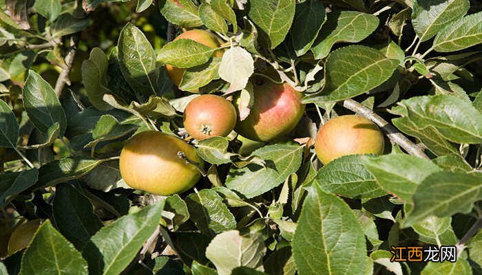 苹果树实生苗几年才能结果呢 苹果树实生苗几年才能结果