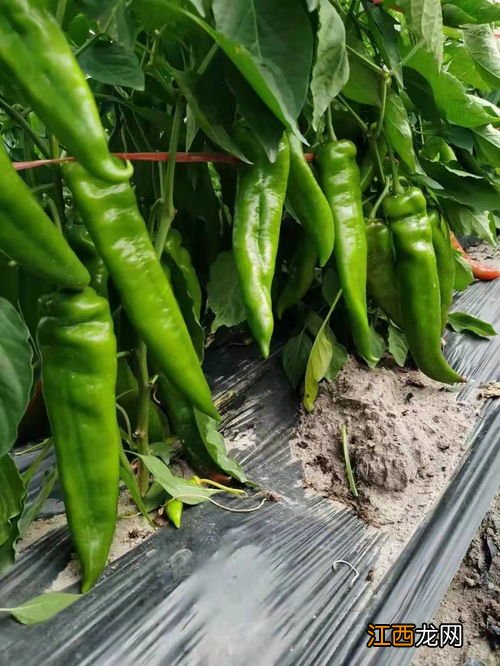 牛角椒叶卷掉叶怎么办