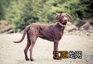 选种在生产生活中的意义,选种的方法有哪些