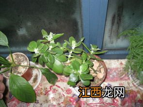 猪耳朵草学名叫什么，附简介