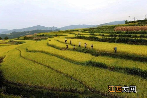 加快发展现代山地特色高效农业包含哪些方面，山地农业的时宜性