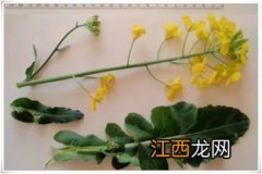 白菜型油菜和甘蓝型油菜区别，白菜型油菜有哪些品种