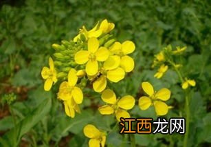 白菜型油菜和甘蓝型油菜区别，白菜型油菜有哪些品种