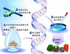 太空育种的特点，太空育种的原理