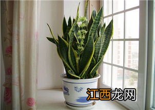 大气污染中对植物危害较大的是，附防治措施