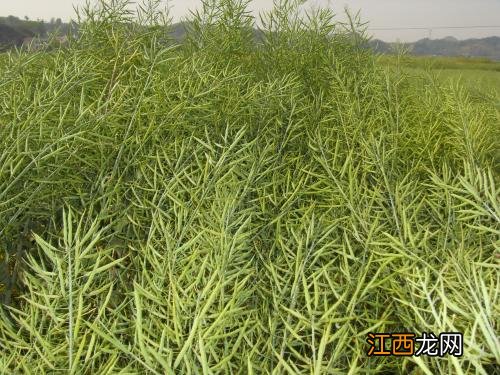 油菜几叶可以打除草剂，除草剂什么时间打好