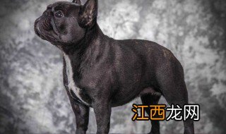 中型犬不掉毛无体味的狗排名 短毛犬有哪些品种