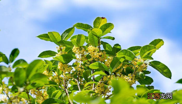 桂花树结果子是什么原因 桂花树结果