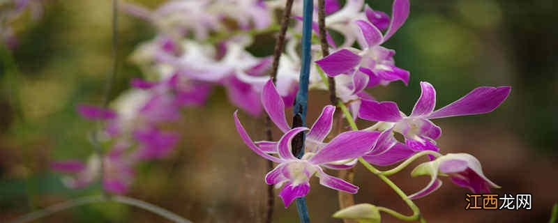 墨兰花期多长,一年开几次花呢 墨兰花期多长,一年开几次花