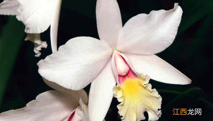 墨兰花期多长,一年开几次花呢 墨兰花期多长,一年开几次花