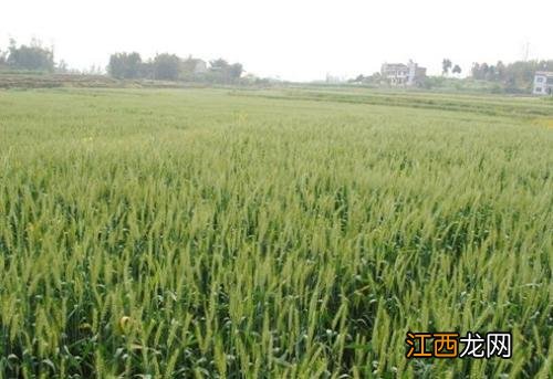 一亩地需要多少麦种,麦种能存放几年