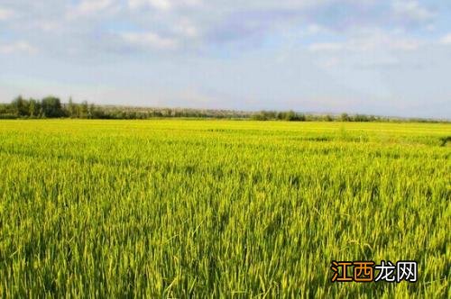 一亩地需要多少麦种,麦种能存放几年