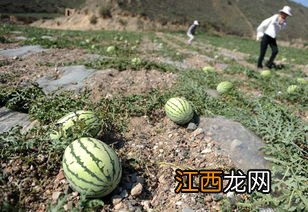 旱作农业主要分布地区，旱地种植什么农作物好