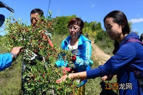 人工种植野酸枣的产量