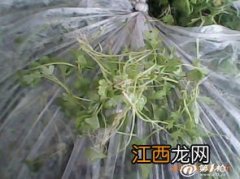 三叶香是什么菜