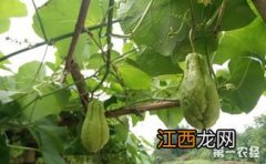 佛手瓜公母都能种植吗