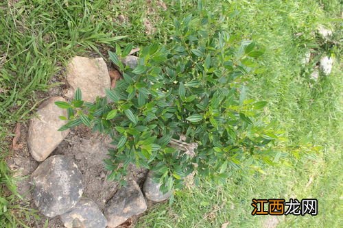 一亩地能种多少棵树,怎么计算一亩地能种多少树