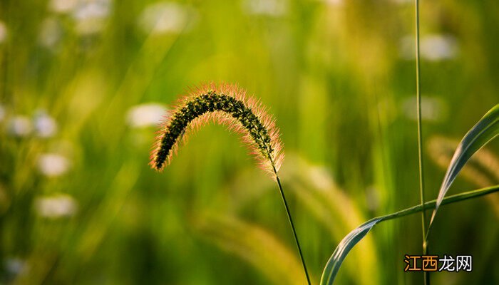 狗尾草开花吗?什么时候开花 狗尾草开花吗