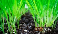 韭菜亩产，附种植时间及方法