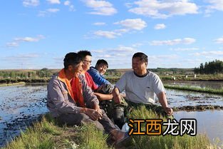 吉宏6号水稻品种