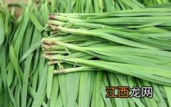 韭菜种在没阳光的地方能长吗，附韭菜种植方法