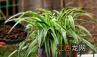 适合室内养殖的吊兰 室外养殖吊兰植物有哪些