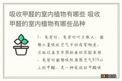 吸收甲醛的室内植物有哪些 吸收甲醛的室内植物有哪些品种