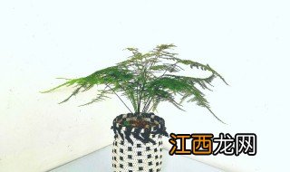 什么植物适合室外攀爬 室内的攀爬植物有哪些