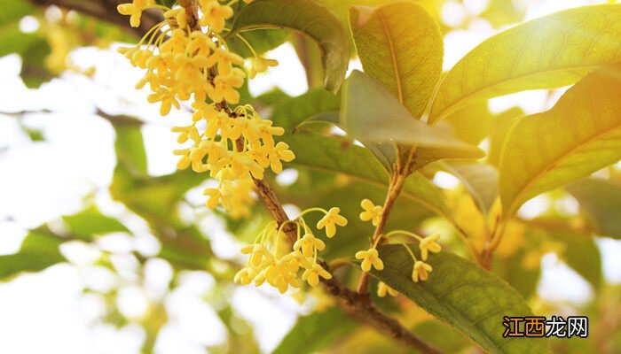 12月可以移栽桂花树吗视频 12月可以移栽桂花树吗