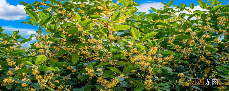 12月可以移栽桂花树吗视频 12月可以移栽桂花树吗