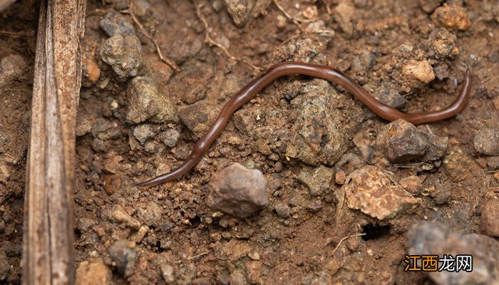 冬天蚯蚓在哪里能挖到 冬天蚯蚓在哪里能挖到