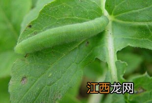 杀死菜青虫有什么土办法，菜青虫的寿命有多长