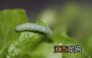 杀死菜青虫有什么土办法，菜青虫的寿命有多长