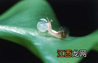 树上毛毛虫用什么农药，毛毛虫是益虫还是害虫