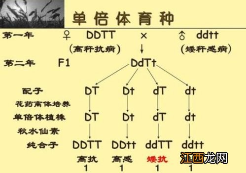 单倍体育种有性生殖还是无性生殖，无性生殖的优点