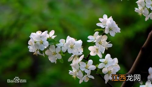 苹果树花是什么颜色的