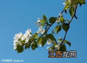 苹果树花是什么颜色的