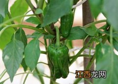 青椒种植时间和方法