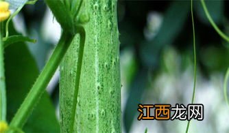 黄瓜种植技术与管理方法