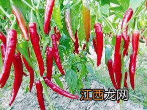 辣椒亩产多少斤