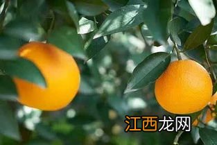 脐橙和果冻橙的区别