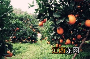 脐橙北方可以种植吗