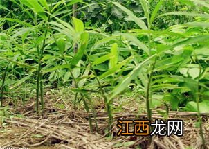 小麦的种植时间和收获时间，附种植方法