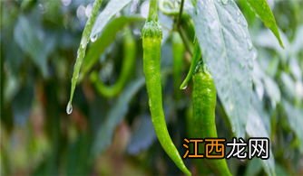 辣椒耐寒温度是多少