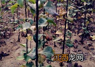 土茯苓种植与栽培技术，适合哪些地区种植