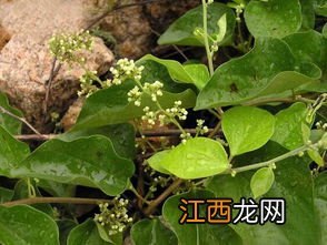 粉防己中五年一亩有多少产量,粉防己是木防己吗